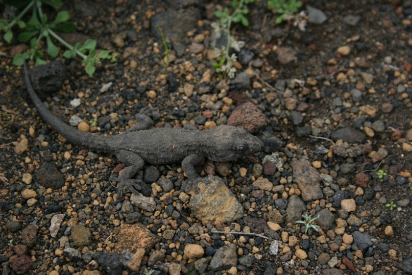 Geco di Tenerife